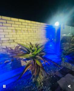 リチャーズ・ベイにあるTHE NIGHT Guesthouseの煉瓦の壁前に座る植物
