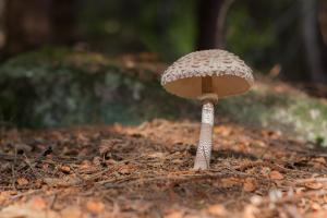 Foto sihtkohas Buglio in Monte asuva majutusasutuse Ciapin House galeriist