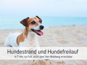 a brown and white dog sitting on the beach at Strandloft Cuxhaven im Haus Frauenpreiß Sahlenburg - strandnah - 2 Hunde willkommen -Schwimmbad - Sauna - direkt am Wald - Dachterrasse mit Blick nach Neuwerk in Cuxhaven