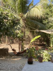 Zahrada ubytování Maracuyá Hostal Zipolite
