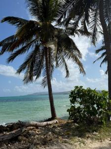 a palm tree on a beach with the ocean at Essentials Suite in Bon Accord