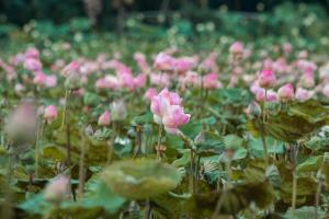 un campo di fiori rosa in un campo di Pomelo Outpost Cambodia ដំណាក់ភ្នំក្រោម a Phumĭ Rœssei Lŭk
