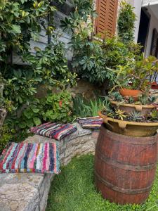Un jardín fuera de Villa Eva's
