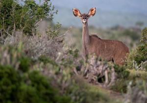 Animaux dans le lodge ou à proximité