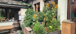 a garden with sunflowers on the side of a house at Les Glaciers in Bramans