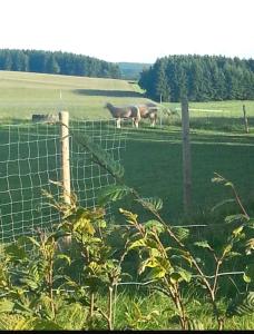 two horses grazing in a field behind a fence at Eselhof Oberlascheid in Oberlascheid +5 photos