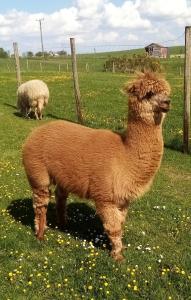 a brown llama standing in a field of grass at Eselhof Oberlascheid in Oberlascheid