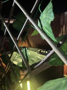 埃拉特Toys suites hotel的绿色植物的近距离