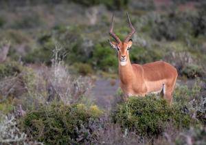 Animaux dans le lodge ou à proximité