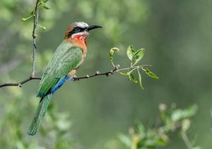 Animaux dans le lodge ou à proximité
