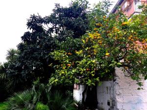 Zahrada ubytování Orange Garden