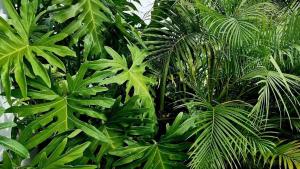 a group of green plants in a garden at Cozy House with Terrace in Upper Prince's Quarter in Upper Prince's Quarter