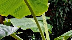 a banana plant with a large green leaf at Cozy House with Terrace in Upper Prince's Quarter in Upper Prince's Quarter