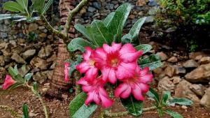 Upper Princeʼs QuarterにあるCozy House with Terrace in Upper Prince's Quarterの植物の緑葉ピンクの花