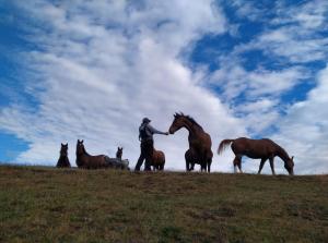 Altri animali domestici presso il campeggio di lusso o nei dintorni