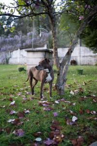 un perro marrón parado junto a un árbol en Casa Milladoiro, en Miño