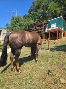 Άλλα ζώα σε αυτό το σαλέ ή στη γύρω περιοχή