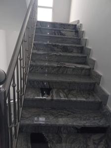 Domácí mazlíčci ubytovaní s hosty v ubytování almiddle house