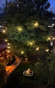 a garden at night with lights on a tree at Magic Jardín Hostel - Patio, Balcony & Rooftop in Jardin