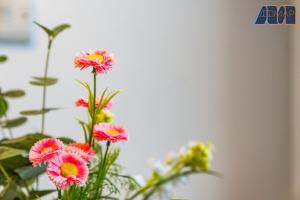 a bunch of pink flowers in a vase at 2 Bed Home with Parking Sleeps 4 in Fife