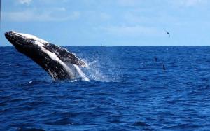 Paesaggio naturale nelle vicinanze dell'appartamento