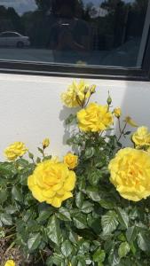 Giardino di Central located new build 3 bed rooms entire house