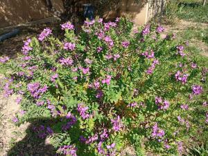 a bunch of purple flowers in a garden at Chez Lia in Rieux-Minervois +1 photo