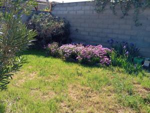 a garden with purple flowers in the grass at Chez Lia in Rieux-Minervois