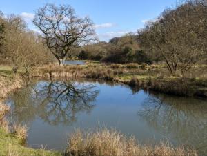 a river with a reflection of a tree in the water at Peacock's Roost - Otium Wine Estate in Alton