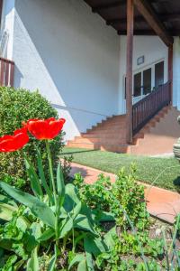 Zahrada ubytování Apartment Bastaja