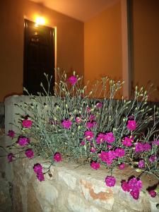 Zahrada ubytování Guest House Solive
