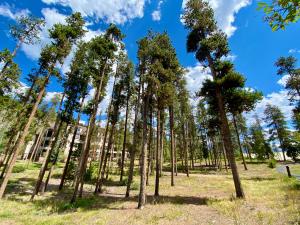a grove of pine trees in a park at Quicksilver 1635 by SummitCove Lodging in Keystone
