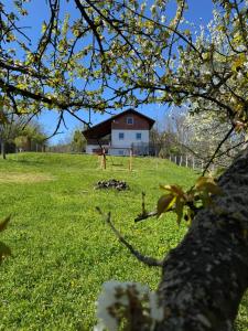 a house in a field with a tree at Ginkgo House in Kehidakustány