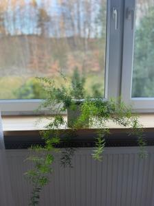 Ogród w obiekcie Apartament w kamienicy Gdynia
