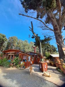 Zahrada ubytování Suite con DESAYUNO SOLO PARA DOS Ó Cabañas familiares Los PINARES DEL MAR -Pet friendly