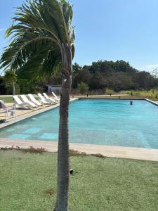 palma di fronte alla piscina di Summer House a Chame
