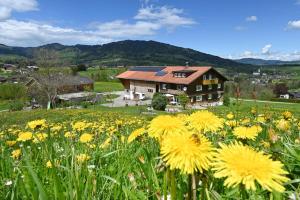 un campo di fiori gialli di fronte a una casa di Familienbauernhof Köss Schertler a Egg Altre 19 foto