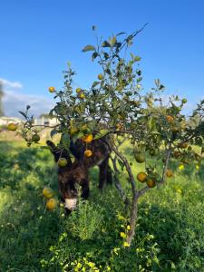 Φωτογραφία από το άλμπουμ του La Casetta con Piscina condivisa in campagna vicino al mare - Canestanco 18 σε Santa Croce Camerina