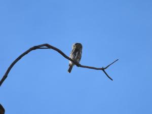 Foto sihtkohas Brits asuva majutusasutuse Simunye Private Game Reserve galeriist