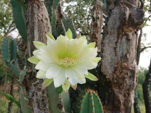 Foto sihtkohas Brits asuva majutusasutuse Simunye Private Game Reserve galeriist