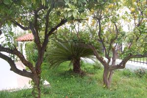 a group of trees in a field of grass at Casa de Alegria in Eretria