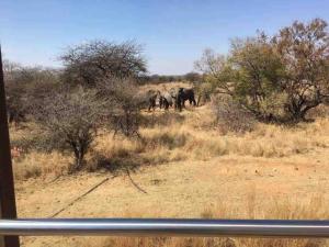 Altri animali domestici presso la villa o nei dintorni