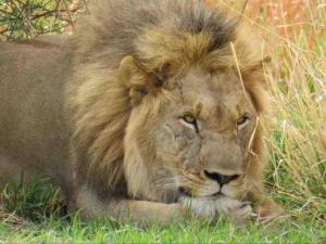 Altri animali domestici presso la villa o nei dintorni