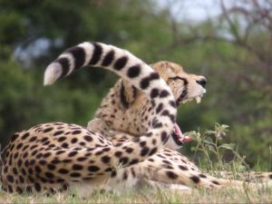 Altri animali domestici presso la villa o nei dintorni
