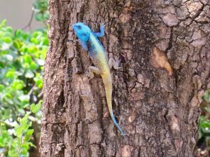 Altri animali domestici presso la villa o nei dintorni