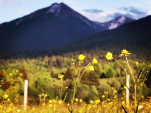 Příroda nedaleko farmy
