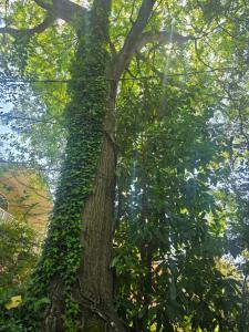 a tree with green ivy growing on it at Grateful Hemphill B in Atlanta