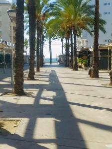 a row of palm trees on a sidewalk near the beach at Eucalytus I in Salou