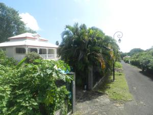 a house with a palm tree next to a road at La maison in Sainte-Rose +2 photos