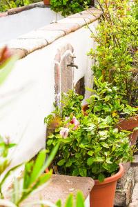A garden outside Casa Rural Chamorga - Pensión - Guesthouse -